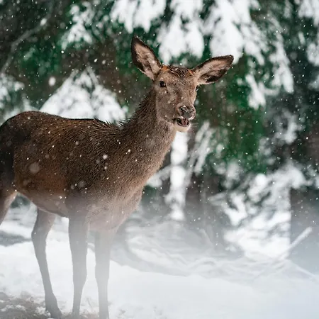 Ailwaldhof Parkhotel & 4*