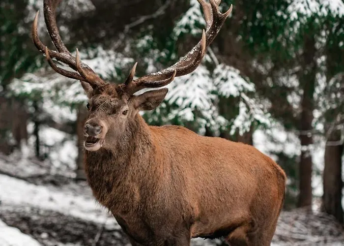 Ailwaldhof Parkhotel & Hotel