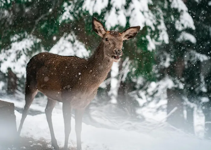 Ailwaldhof Parkhotel & 4*